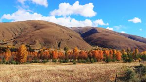 四川省・八美高原の写真　八美の紅葉に魅せられて3-10