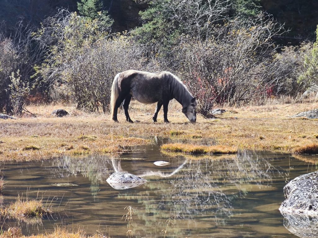 四川省・の写真　神山を仰ぎ格聶（グニエ）南綫を行く5-1