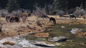 四川省・の写真　神山を仰ぎ格聶（グニエ）南綫を行く5-6