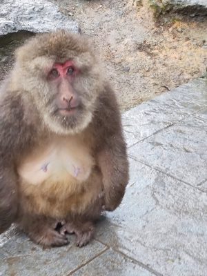 四川省・の写真　貢嘎崇拝3-7