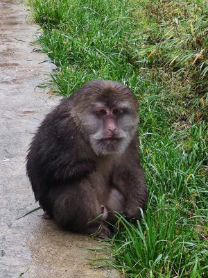 四川省・の写真　貢嘎崇拝3-8