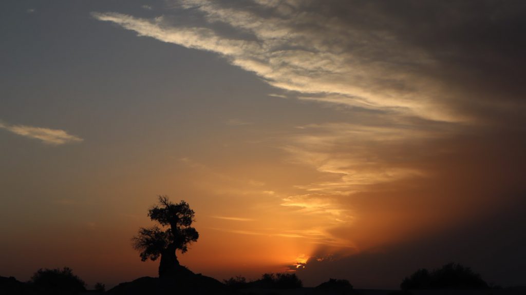 新疆ウィグル自治区・塔里木（タリム）盆地の写真　胡楊林を染めるタリムの夕陽3-1