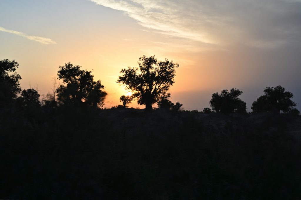 新疆ウィグル自治区・塔里木（タリム）盆地の写真　胡楊林を染めるタリムの夕陽3-2