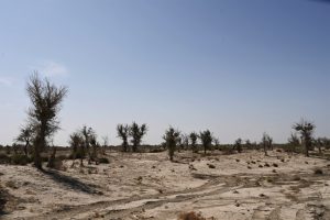 新疆ウィグル自治区・塔里木（タリム）盆地の写真　胡楊林を染めるタリムの夕陽3-9