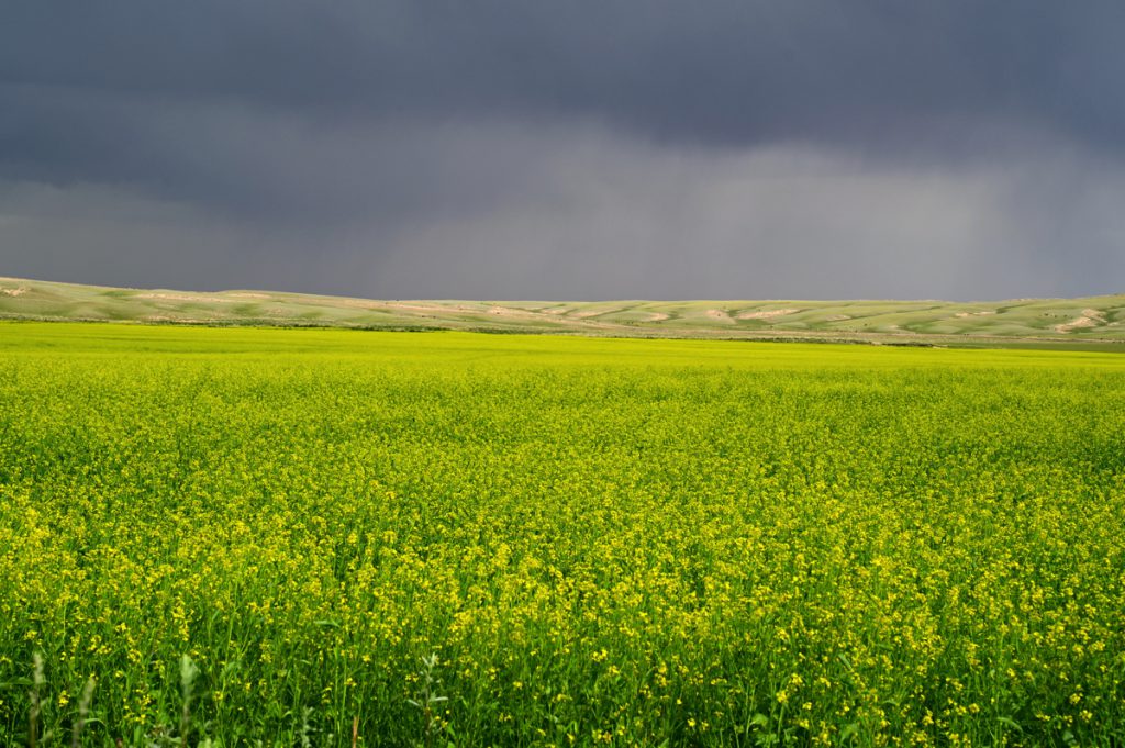 新疆ウィグル自治区・の写真　炎熱の谷から緑の天山へ5-1