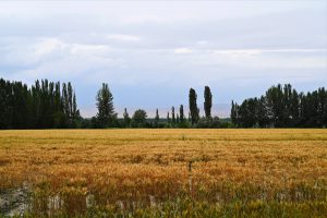 新疆ウィグル自治区・の写真　炎熱の谷から緑の天山へ5-10