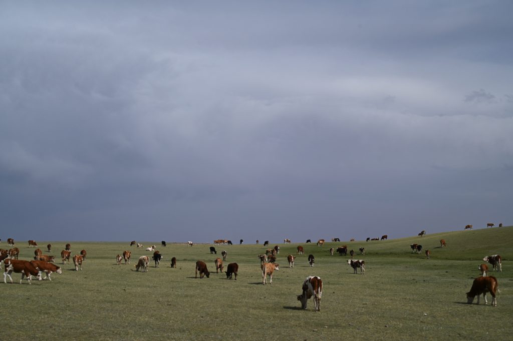 新疆ウィグル自治区・の写真　炎熱の谷から緑の天山へ6-1