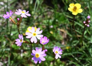 新疆ウィグル自治区・の写真　パミールの宝石6-10
