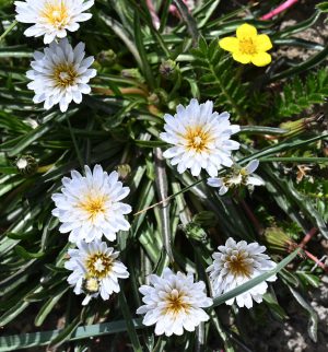 新疆ウィグル自治区・の写真　パミールの宝石6-11