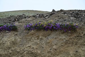 新疆ウィグル自治区・の写真　世界の屋根と氷河4-6