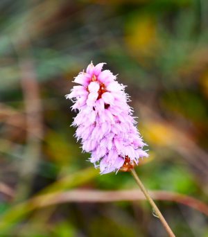 四川省・の写真　木里（muli)王国（ジョセフ・ロックの足跡を訪ねて）3-10