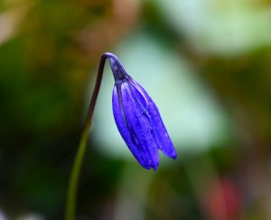 四川省・の写真　木里（muli)王国（ジョセフ・ロックの足跡を訪ねて）3-9