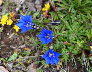 四川省・の写真　亞丁転山3-10