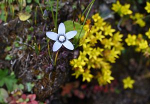 四川省・の写真　亞丁転山3-11