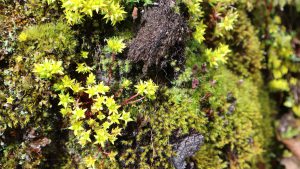 四川省・の写真　亞丁転山4-10