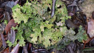 四川省・の写真　亞丁転山4-11