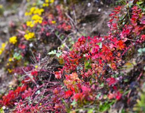 四川省・の写真　亞丁転山4-9