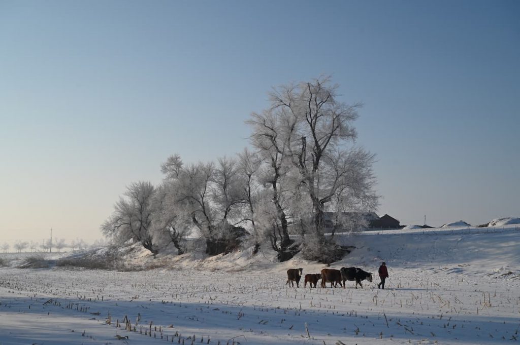 吉林省・の写真 冬の恋情その1-11-2
