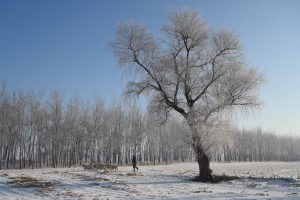 吉林省・の写真 冬の恋情その1-11-7