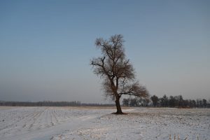 吉林省・の写真　冬の恋情その1-3-8