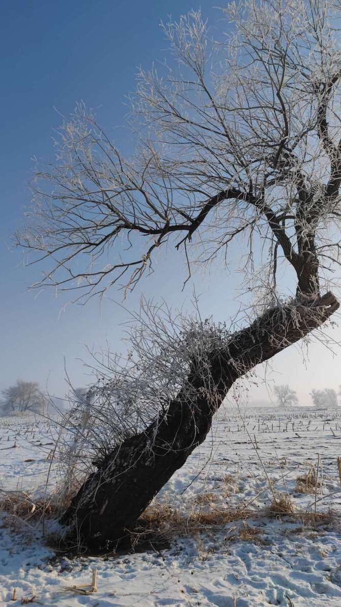吉林省・の写真　冬の恋情その1-8-2