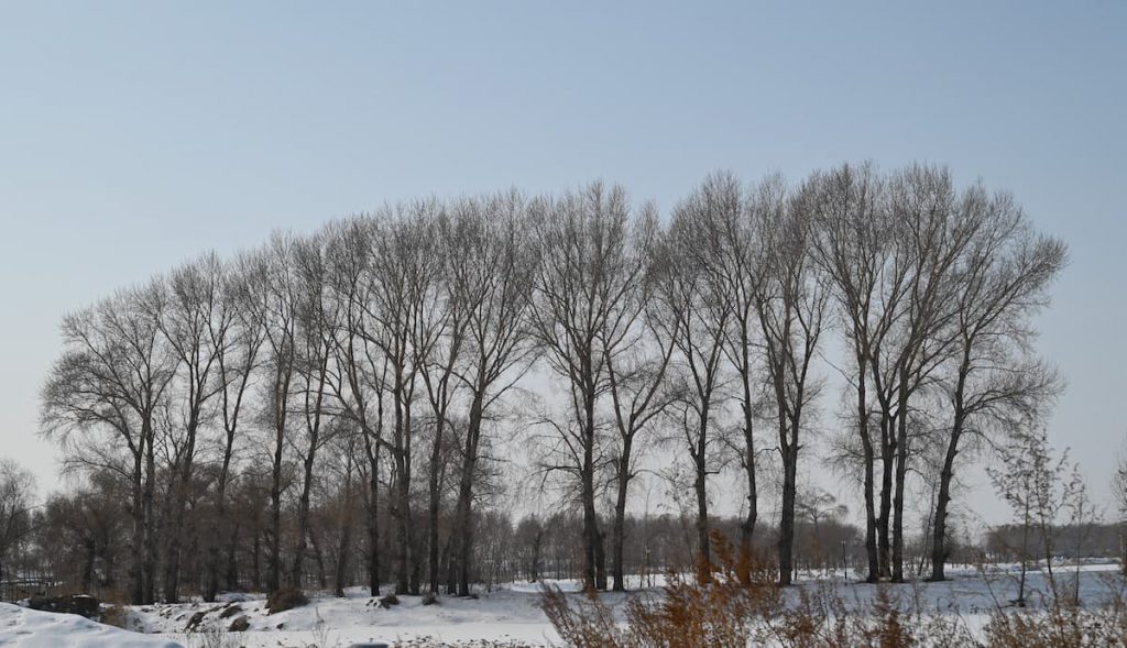 黒竜江省・の写真　冬の恋情その3-7-3