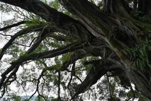 福建省・の写真 客家(はっか)の故郷3-9