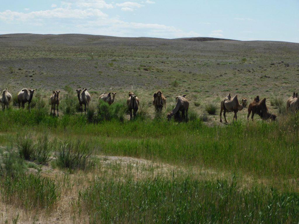 新疆ウィグル自治区・蘭州から烏魯木斉へ 烏魯木斉 ジュンガル盆地 砂漠の道 カナスへの玄関、布爾津 阿勒泰の深緑の谷の写真　烏魯木斉（ウルムチ）からカナスへ4-3