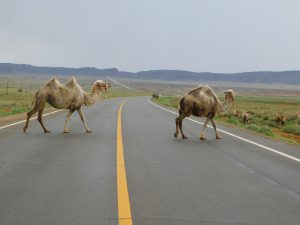 新疆ウィグル自治区・蘭州から烏魯木斉へ 烏魯木斉 ジュンガル盆地 砂漠の道 カナスへの玄関、布爾津 阿勒泰の深緑の谷の写真　烏魯木斉（ウルムチ）からカナスへ4-6