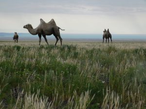 新疆ウィグル自治区・蘭州から烏魯木斉へ 烏魯木斉 ジュンガル盆地 砂漠の道 カナスへの玄関、布爾津 阿勒泰の深緑の谷の写真　烏魯木斉（ウルムチ）からカナスへ4-7