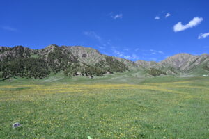 青海省・の写真　青海湖の春2-6