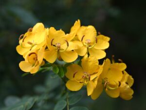 貴州省・の写真　カルスト峰の林と古銀杏の村、大瀑布2-11