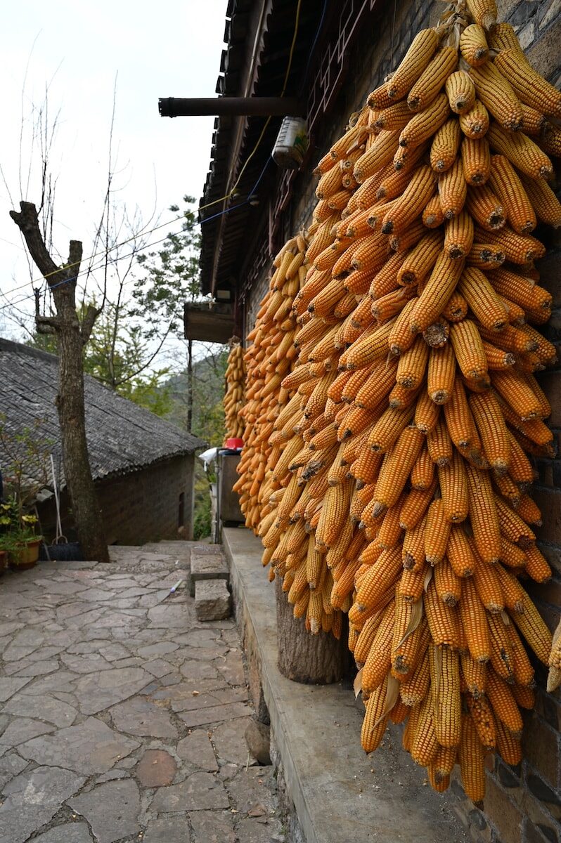 貴州省・の写真　カルスト峰の林と古銀杏の村、大瀑布2-2