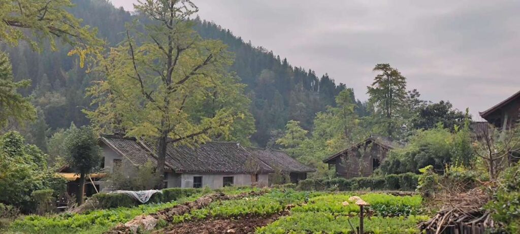 貴州省・の写真　カルスト峰の林と古銀杏の村、大瀑布2-5