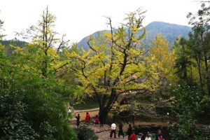 貴州省・の写真　カルスト峰の林と古銀杏の村、大瀑布2-8