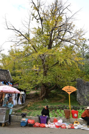 貴州省・の写真　カルスト峰の林と古銀杏の村、大瀑布2-9