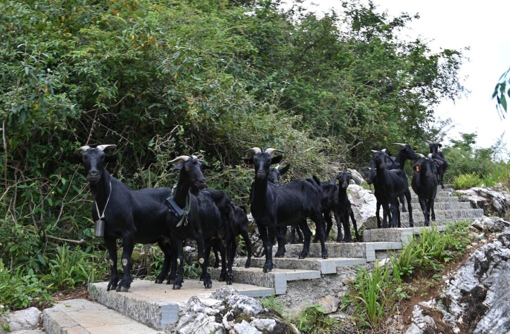 貴州省・の写真　カルスト峰の林と古銀杏の村、大瀑布3-5