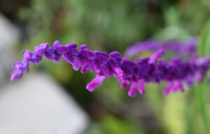 貴州省・の写真　カルスト峰の林と古銀杏の村、大瀑布3-6