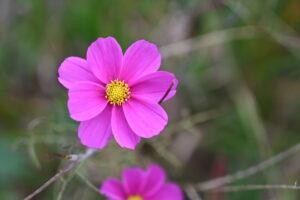 貴州省・の写真　カルスト峰の林と古銀杏の村、大瀑布3-7