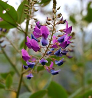 貴州省・の写真　カルスト峰の林と古銀杏の村、大瀑布3-8