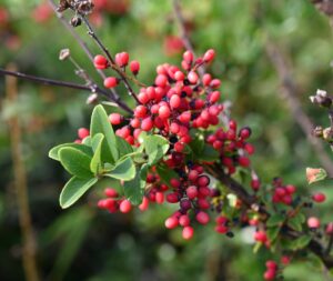 貴州省・の写真　カルスト峰の林と古銀杏の村、大瀑布3-9