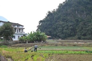 貴州省・の写真　カルスト峰の林と古銀杏の村、大瀑布5-10