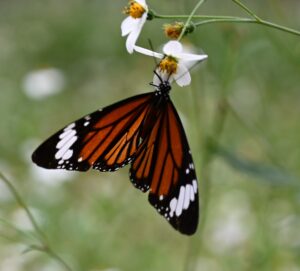 貴州省・の写真　世界自然遺産の古橋と癒しの峡谷3-10