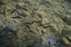 貴州省・の写真　世界自然遺産の古橋と癒しの峡谷4-6