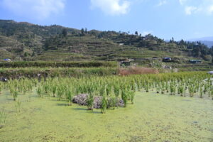 貴州省・の写真　世界自然遺産の古橋と癒しの峡谷5-6