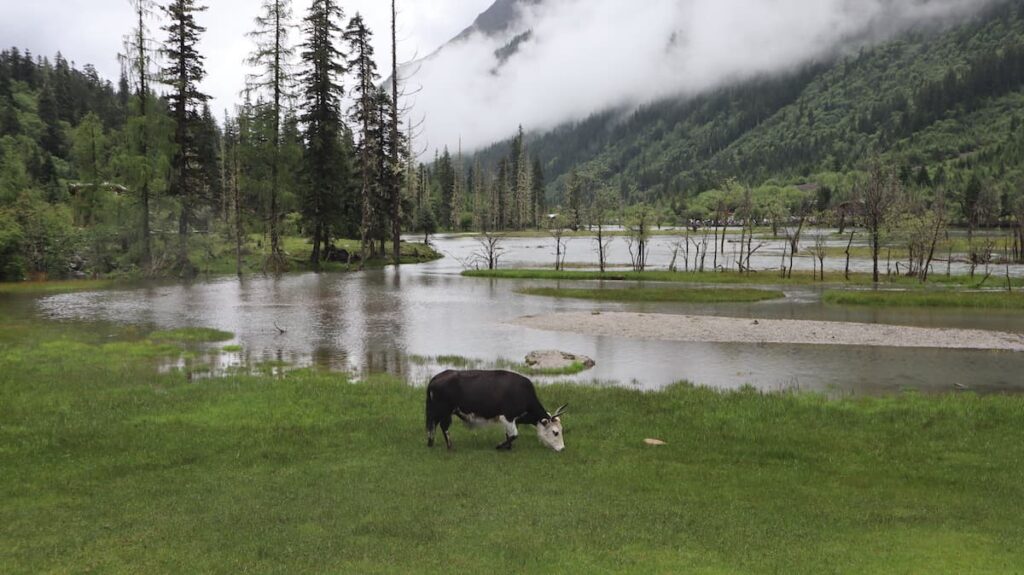 四川省・の写真　四姑娘山（スクニャン山）の渓谷を歩き中路蔵寨を訪ねる4-1