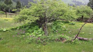 四川省・の写真　四姑娘山（スクニャン山）の渓谷を歩き中路蔵寨を訪ねる4-6