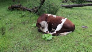 四川省・の写真　四姑娘山（スクニャン山）の渓谷を歩き中路蔵寨を訪ねる4-7