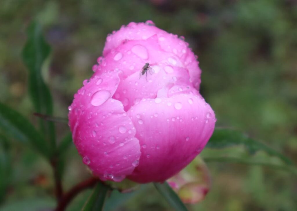 四川省・の写真　四姑娘山（スクニャン山）の渓谷を歩き中路蔵寨を訪ねる7-1