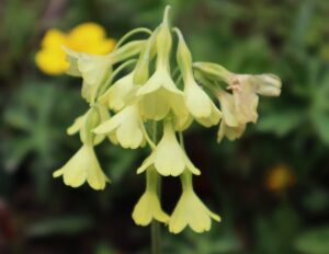 四川省・の写真　四姑娘山（スクニャン山）の渓谷を歩き中路蔵寨を訪ねる7-10